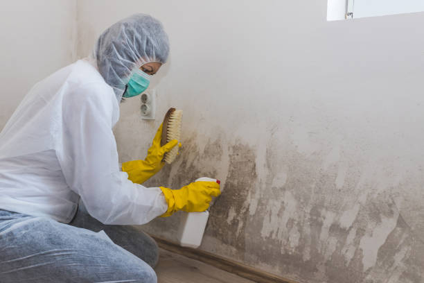 Best Post-Flood Mold Remediation in USA